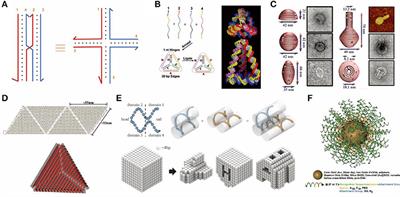 Rationally Designed DNA Nanostructures for Drug Delivery